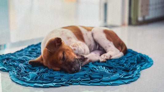 Brown and white dog curled up asleep on a textured blue mat indoors.