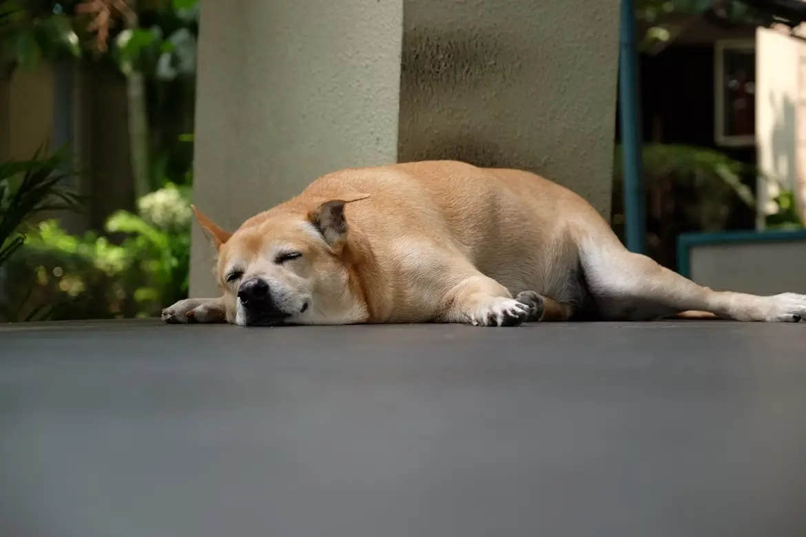 Light brown dog sleeping peacefully on a shaded patio floor.
