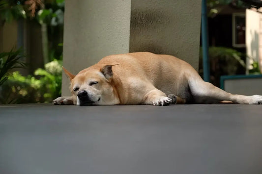 Light brown dog sleeping peacefully on a shaded patio floor.